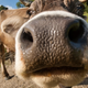 Illustration for article titled Genetically engineered cow gives hypoallergenic, high-protein milk